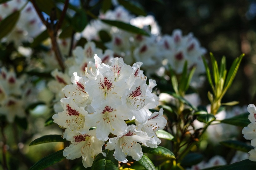 R.brachycarpum subsp. tigerstedtiiP.M.A. Tigersted R.Bernotaite