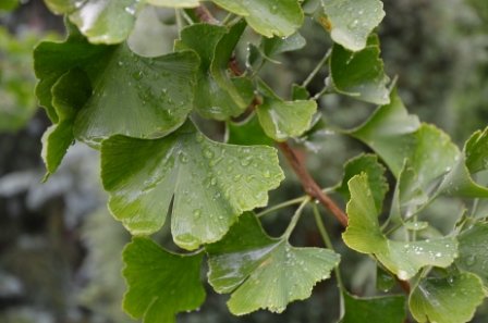 phoca thumb l dviskiautis ginkmedis