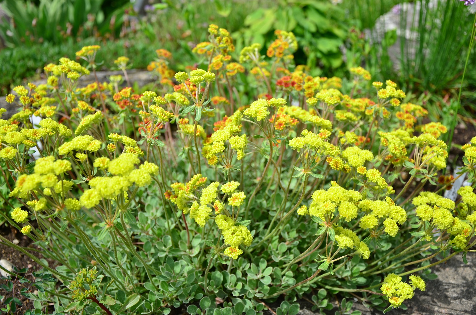 Eriogonum umbelatum var. bahiiforme