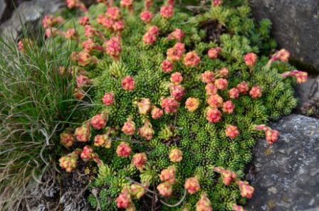 phoca thumb l 3 sedum